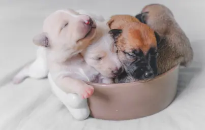 Puppy adoption guide: Essential tips for new pet owners in Lebanon