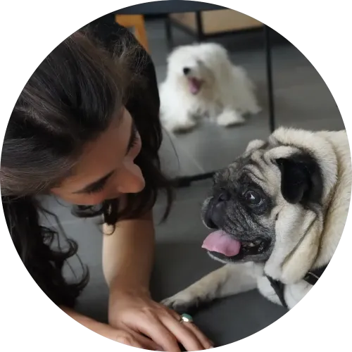 24/7 Pet Support in Lebanon - Professional Caregiver Assistance